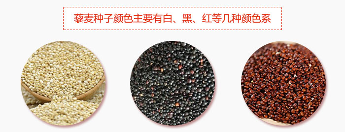 藜麥種子顏色主要有白、黑、紅等幾種顏色系,營養成分相差不大,其中白色口感好,黑、紅色口感相對差些,籽粒也較小。